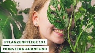 Pflanzenpflege 1x1: Monstera Adansonii/ Monkey Mask - Pflege, Standort, Überwinterung und mehr!