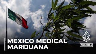 Mexico farmers still wait for medical marijuana licensing