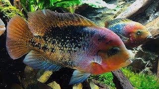 THESE FISH ARE BEAUTIFUL!! Cichlid tank scape