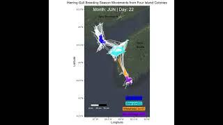 Movement animation of breeding Herring Gulls in eastern Canada