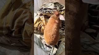 Кролик и работа. #rabbit #pets #кролик #funny #прикол #юмор #позитив #животные #работа