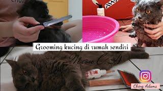 CARA GROOMING KUCING DI RUMAH SENDIRI | CARA MEMANDIKAN KUCING (EP-7)