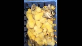 Кот зарылся в ящик с цыплятами / Cat and chickens