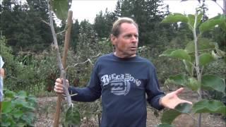 Live Fresh Greens All Winter - Back to Eden Garden Tour - L2Survive with Thatnub