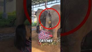 Girl Collects Elephant Poop 