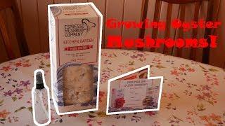 Growing Oyster Mushrooms! | The Welsh Gardener