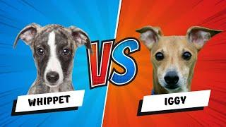 Italian Greyhound vs Whippet Dog: Which is Better? Dog vs Dog