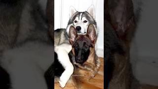 German Shepherd vs Husky Funniest Huskies | Best Videos #husky #doglovers #huskydog #shorts #dog