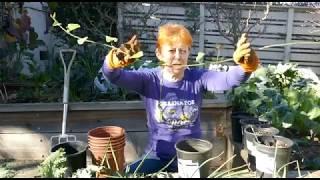 Propagating Pipevine