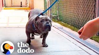 Pittie From Overcrowded Shelter Plays With Toys For The First Time | The Dodo