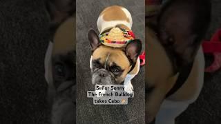 French bulldog goes to Mexico  #frenchbulldog #dogshorts #shorts