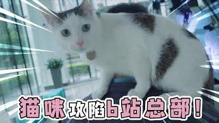 My cat has captured the bilibili headquarters! Do you dare to believe it?