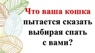 Тайный ритуал или ежедневная магия? Что кошка пытается сказать, выбирая спать с вами на кровати?