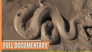 The Greatest Wonders of Guyana's Wild Savannah | Full Documentary