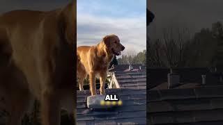 He saw his dogs doing something crazy from a recording