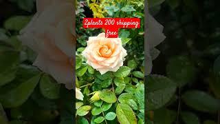 peach avalanche #6374934601 #gardening #roseplant #garden #saihitechnursery