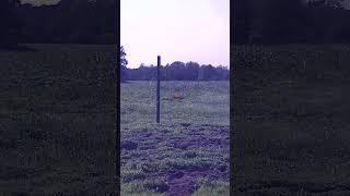 POV Rabbit Hunting in Sweden
