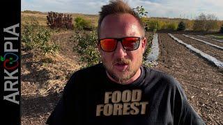 The Perfect Food Forest? (least amount of work to start) #foodforest #garden #orchard