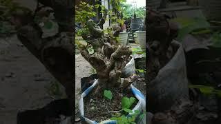 Bahan bonsai ileng ileng formal istimewa