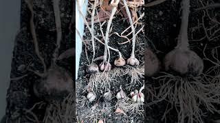 #마늘 농사 보고서 #the very first annual report on my #organic garlic farm #첫 연례 보고서