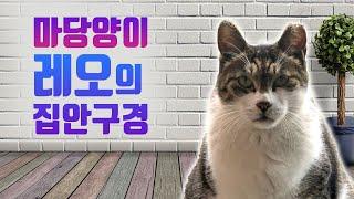 [LIFE] 마당양이 레오의 집안구경