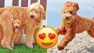 Goldendoodle — Adorable And Hilarious Videos And Tik Toks Compilation