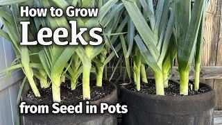 How to Grow LEEKS from Seed in Containers | Easy Planting Guide