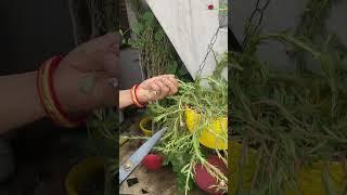 Pruning of red moss/9’0 clock/portulaca #horticulture #bonsai #gardening #plants #compost