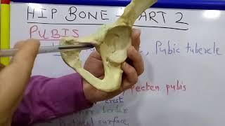 HIP BONE - PART 2 BY DR MITESH DAVE