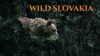 Face to Face with a Brown Bear - Bear Wildlife Photography Slovakia - Sony A1