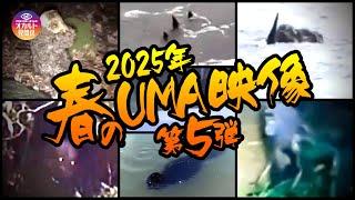 【映像】2025年 春のUMA映像 第5弾