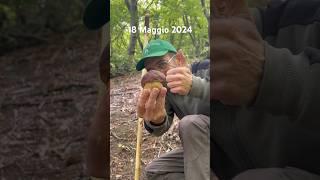 Porcini 2024-Più unico che raro!️ #funghi #porcini #mushroom #funghiporcini 2024