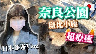 日本旅遊Vlog｜奈良公園被斑比小鹿追殺 近距離接觸超療癒️