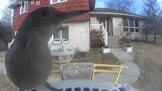 Daily Birdwatching - Netvue Birdfy Birdfeeder Cam - December 13, 2024