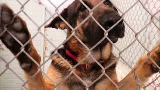 Tulsa SPCA & Overcrowding