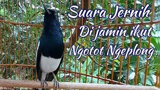 pagi sampai malam di jamin ikut gacor ngotot ngeplong