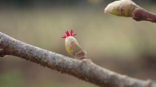 Hazel (Corylus avellana) with  puppy out-takes :)