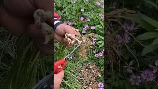 Harvesting the Best Garlic Bulbs!  #GarlicFarming"  #farming #satisfying #276. jk Farm Tech