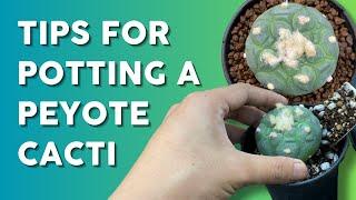 How to Pot Lophophora  | Best Soil Mix, Perfect Pot, & Aftercare Tips