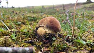 Comenzamos temporada de Boletus Pinophilus en Navarra a 7 de mayo de 2024