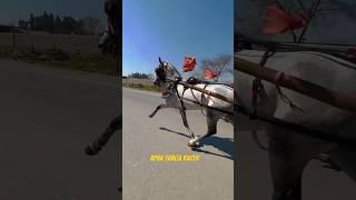 Tanga race #apnatangaracer #all #horselover #shortvideo #apna #shorts