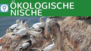 Ökologische Nische & Planstelle - Konkurrenzausschlussprinzip - Konvergente Entwicklung | Ökologie