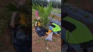 Malaysia plantation work #malaysia #malaysia  plantation