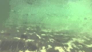 school of herring