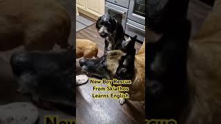 Clever Boy! Greek Rescue Dog learns English @cerberusk9uk #shorts