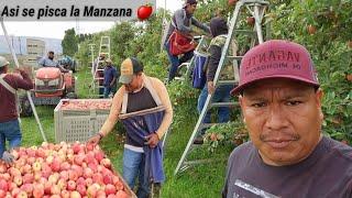 Cuanto están ganándo en la pisca de manzana  en Washington USA