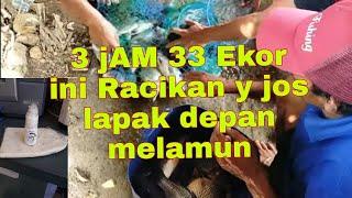 UMPAN  PUTIH ikan mas Lomba dan Harian Musim #HUJAN# Panas#esen oplosan janda 1 ojil fishing