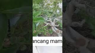 Bonsai sancang mame#bonsai pemula#budidayabahan bonsai#belajar bonsai#bonsai mame