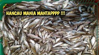 HANCAU IKAN SELUANG DAPAT 1 EMBER BESAR !!! MANTAP