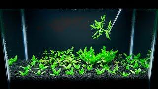 Setting Up a Planted Aquarium | Time Lapse (Day 1)
